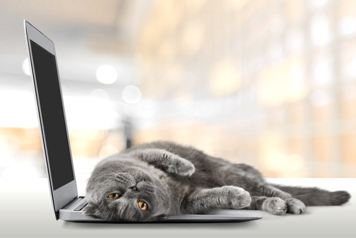 パソコンの上にいる猫