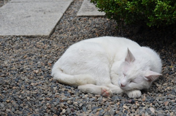 道路でお昼寝する猫