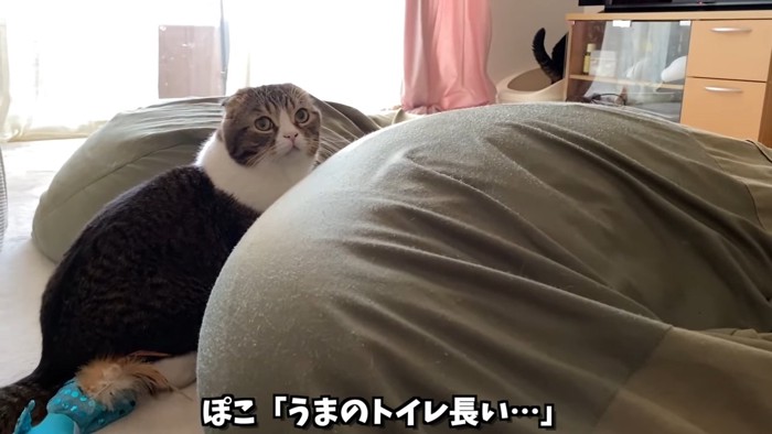 振り向く猫