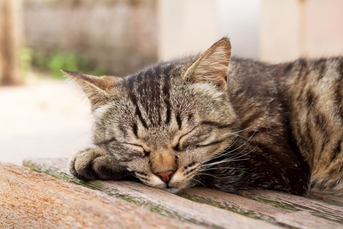 寝そべる猫