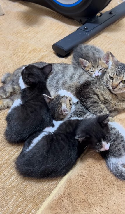 アメルちゃんの周囲に集まってくつろぐ子猫たち