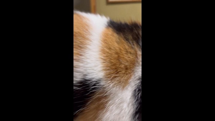 三毛柄アップ
