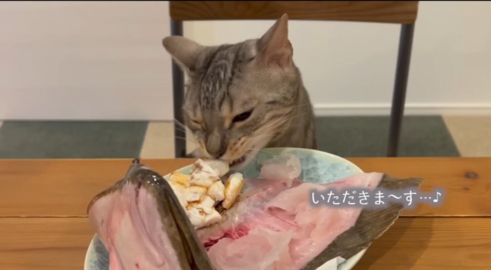 魚を食べる猫