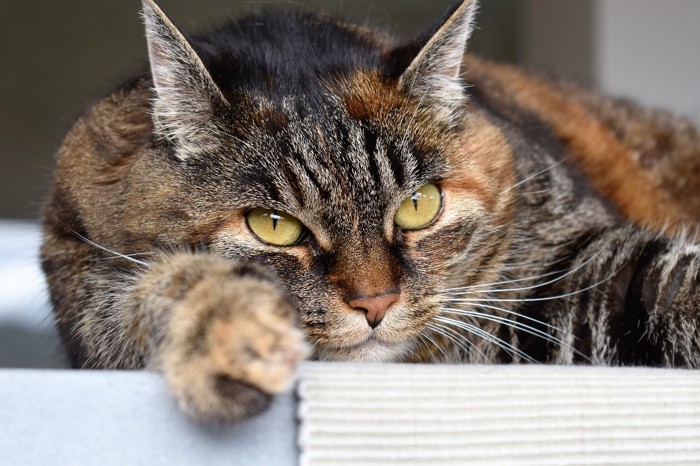 静電気を帯びた猫