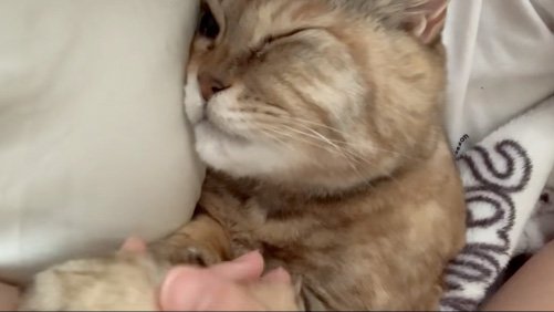 足を持たれる猫