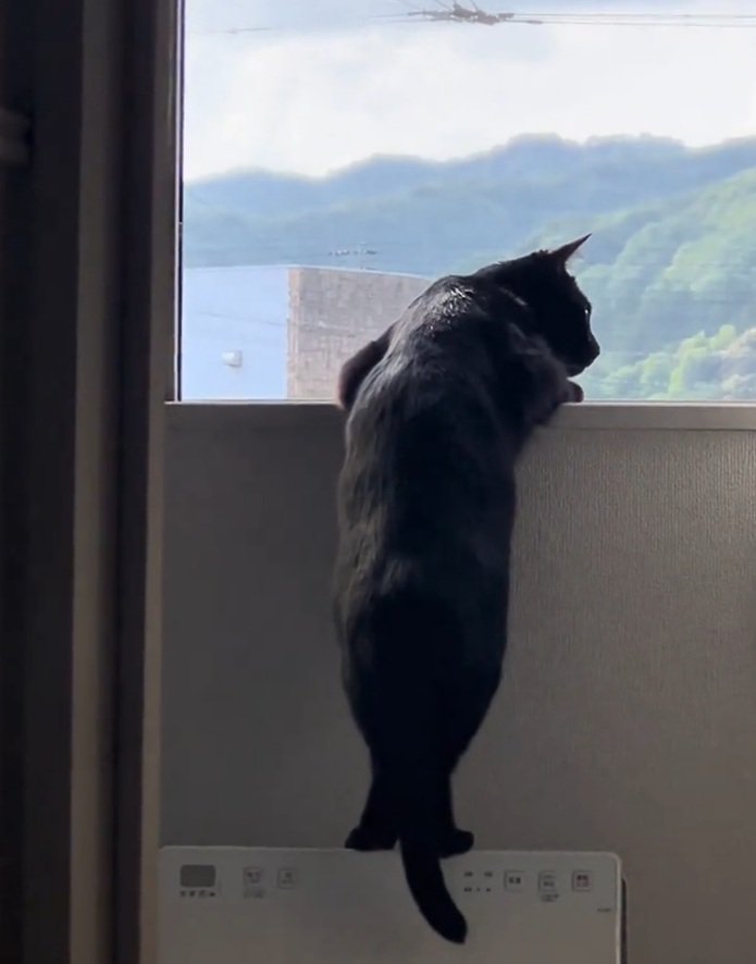 右を見る猫