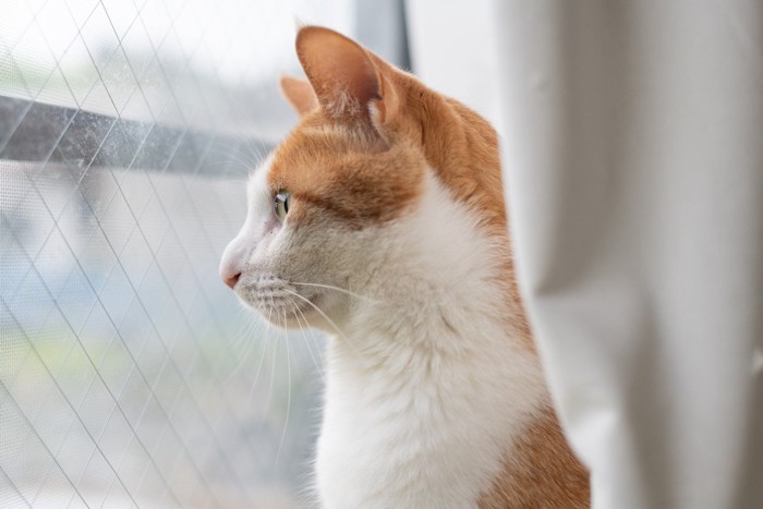窓の外を眺める可愛い猫