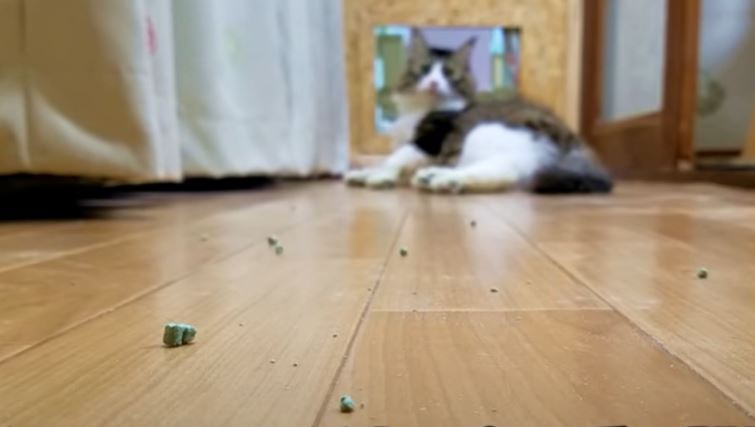 猫砂賽銭箱3