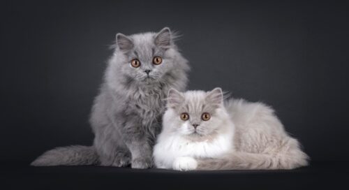 2匹のブリティッシュロングヘア