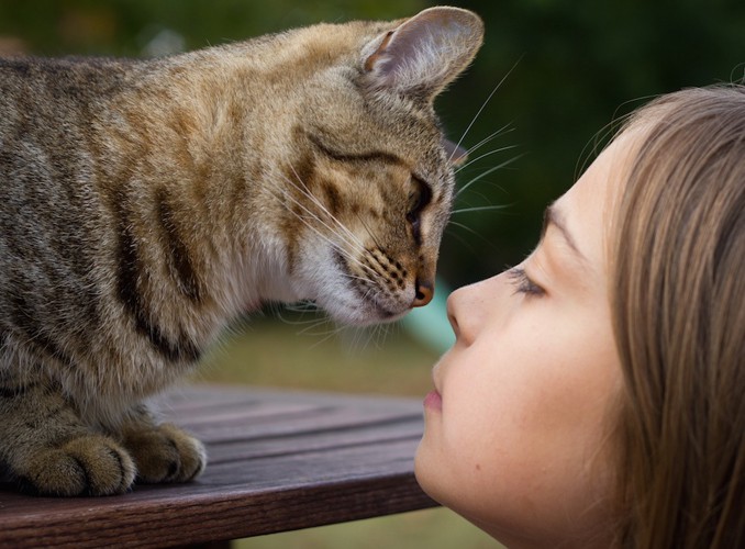 飼い主とキスをする猫