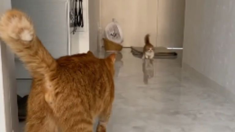 室内にいる猫