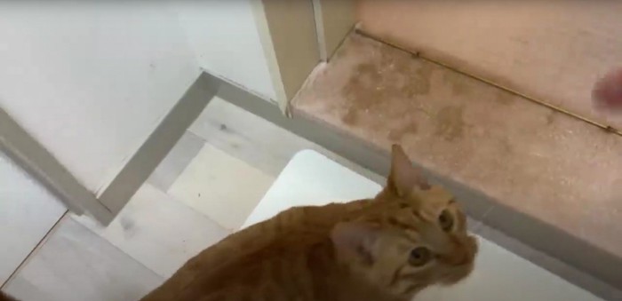 浴室にいる猫