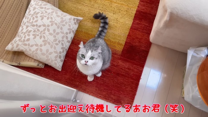 見上げる猫