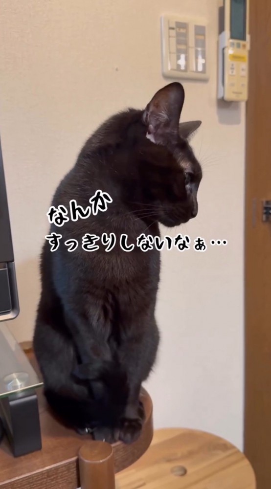 棚の上に乗って遠くを見つめる猫