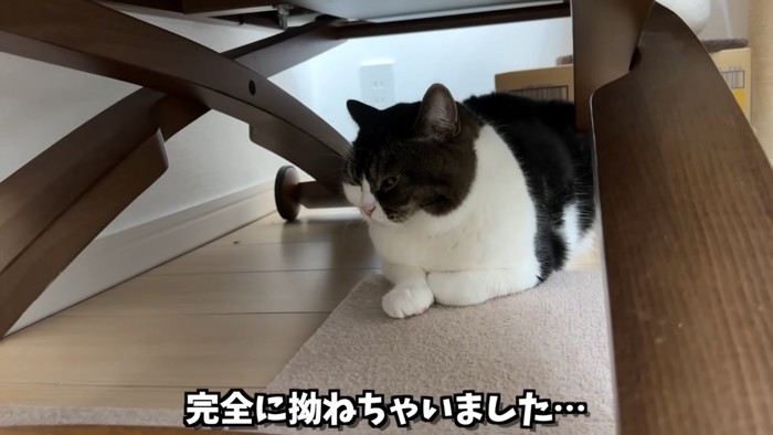 テーブルのしたにいる猫