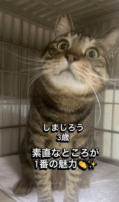 正面から見たキジトラ猫