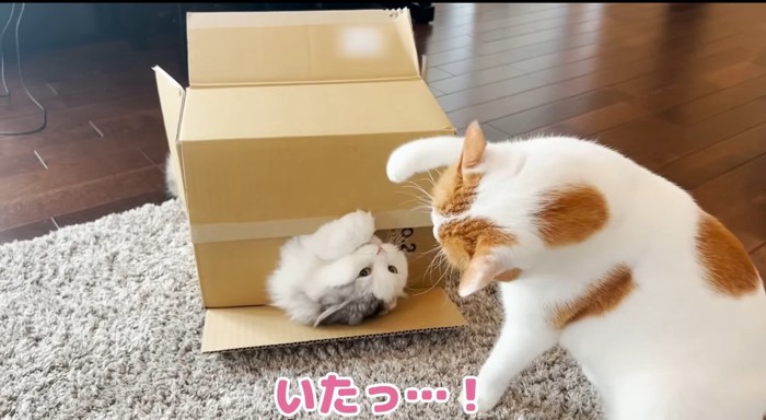 パンチする猫