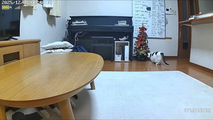 オデコちゃんと豆大福くん