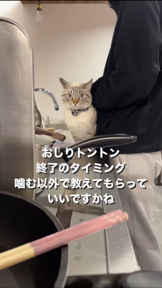 お尻を叩かれる猫