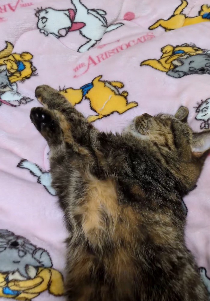 布団の上で気持ち良さそうに眠る猫