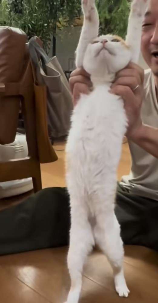 猫が伸びをする写真5