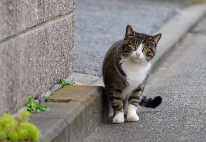 道路の端を歩く猫