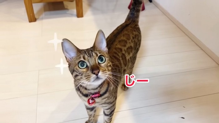 見上げる猫