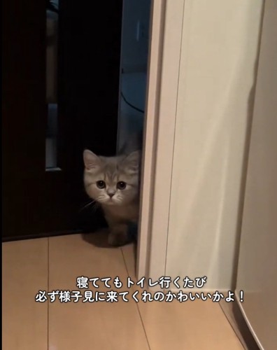 トイレに来た猫