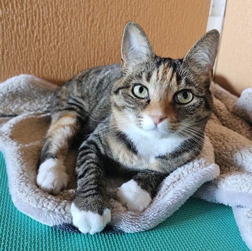 眠る猫