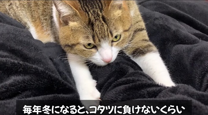 フミフミする猫