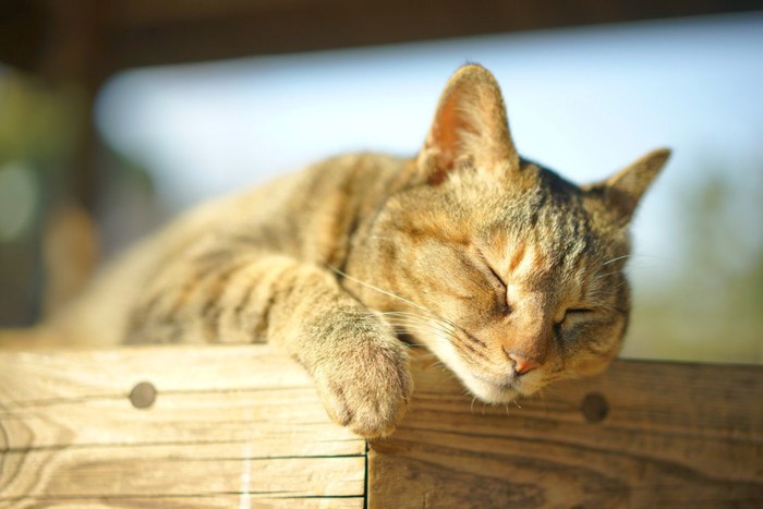 気持ちよさそうにしている猫