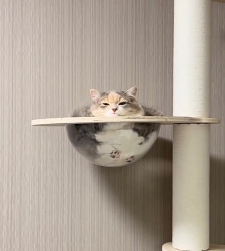 ラスボスみたいな猫