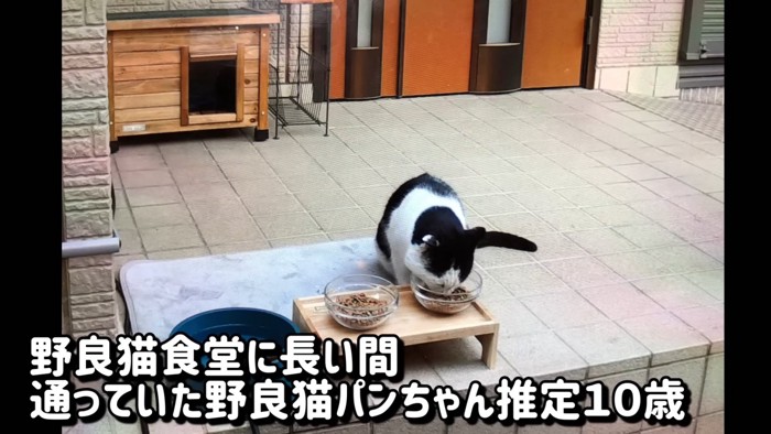 外でごはんを食べる猫