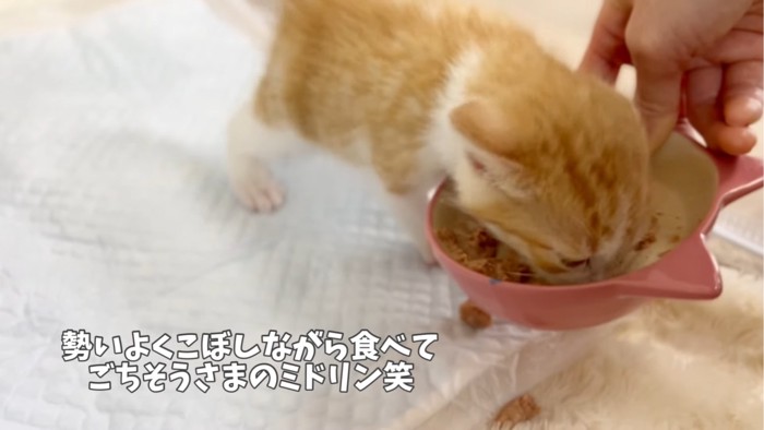 ご飯を食べる子猫