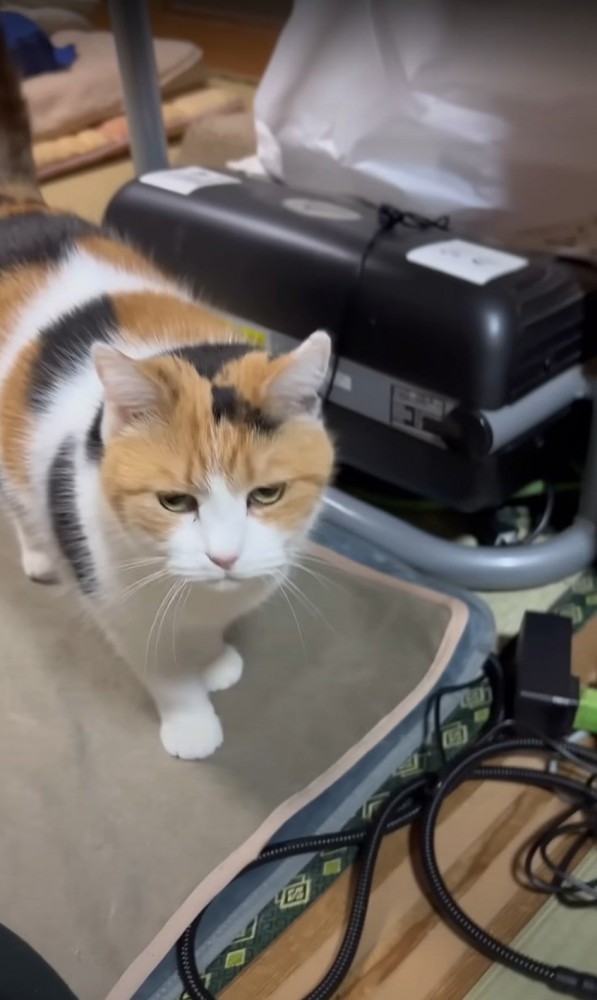 三毛猫