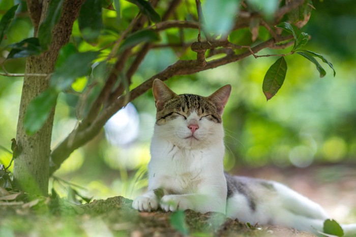 日陰で休む猫