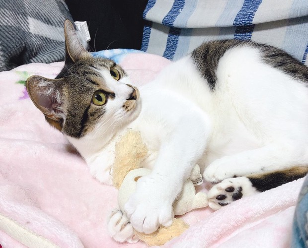 ショコラ