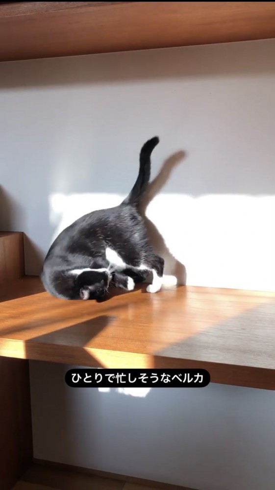 転がる黒猫