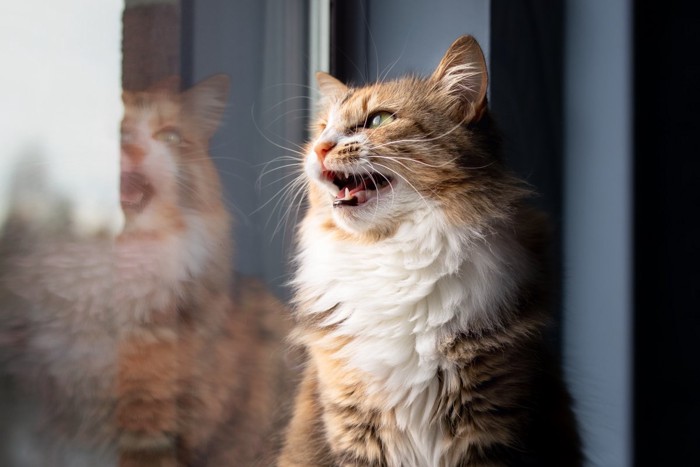 窓辺でクラッキングしている猫