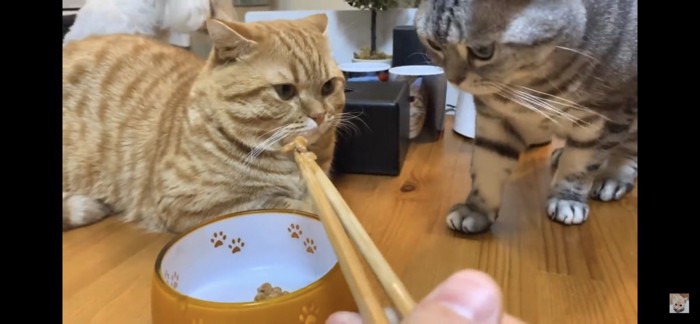 納豆を見ないようにする猫