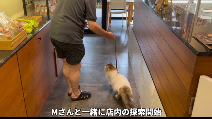 リードをつけて散歩する猫