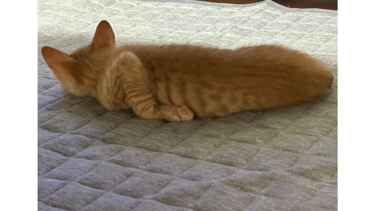 寝ている子猫