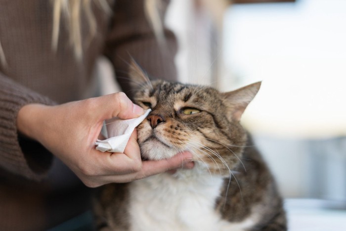 目のケアを受ける猫