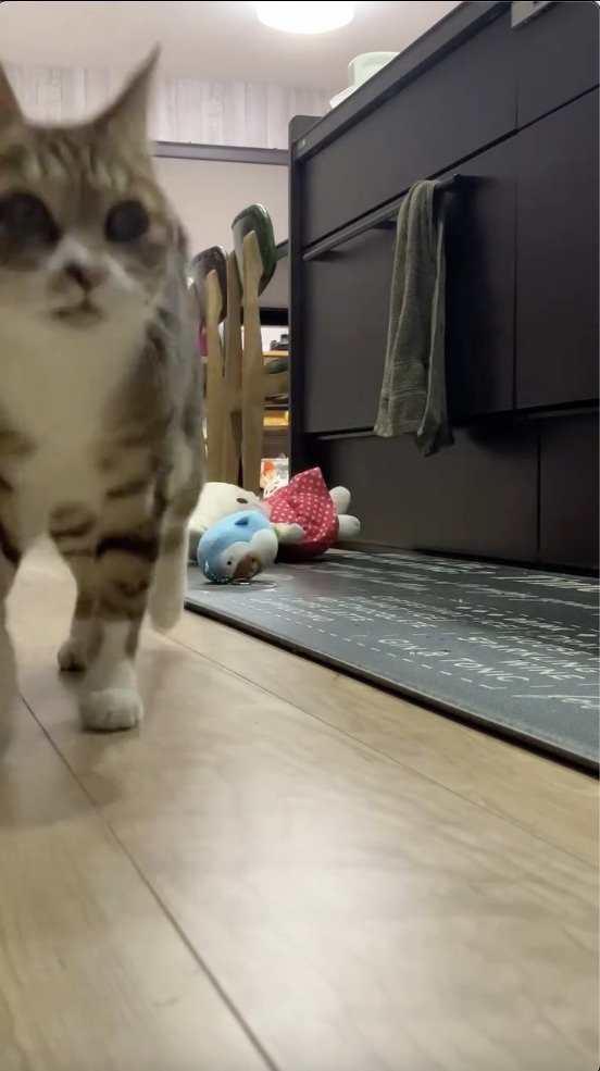 飼い主さんのところへ走る猫