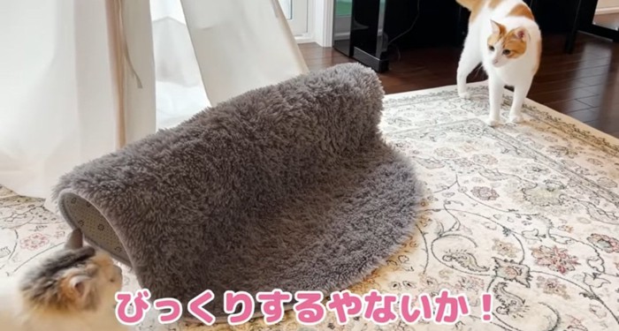 向かい合う猫