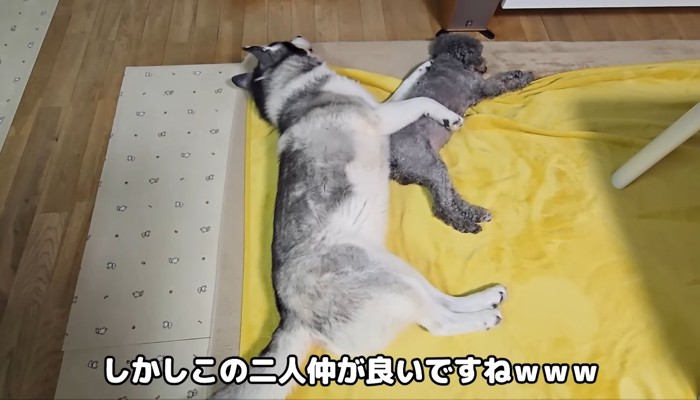 眠るわんこたち