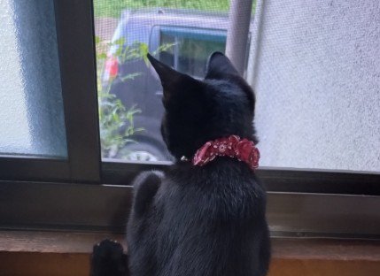 窓の外を眺める黒猫