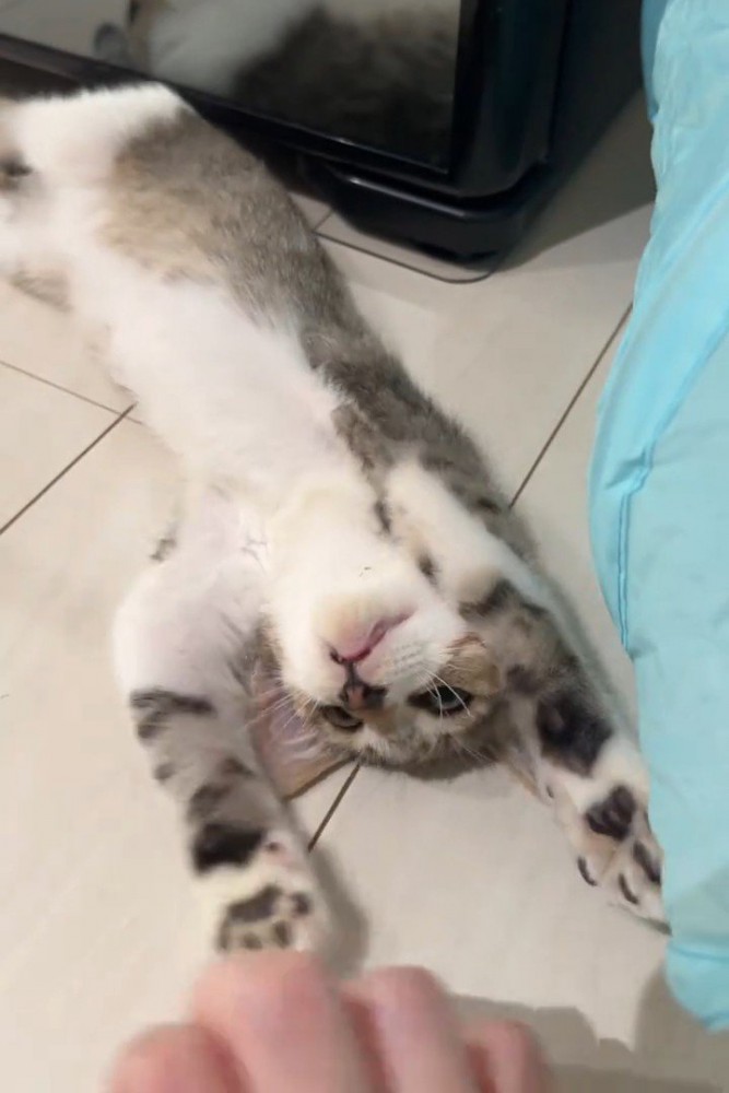 仰向けの子猫