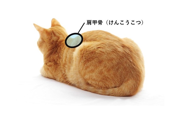 猫の肩甲骨の位置