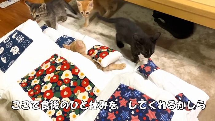 3組の猫用のお布団に興味を示す子猫